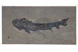 Rare, Devonian Fish (Gyroptychius) Fossil - Scotland #240209-1